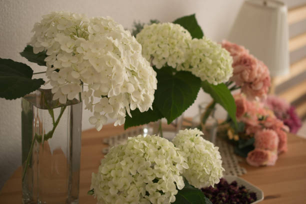 istock Beautiful hydrangea flowers on a table arranged in a vase photographed indoors 1495560832