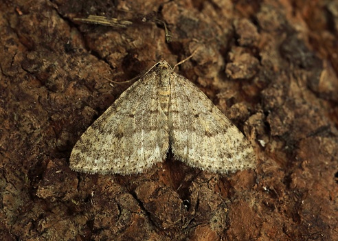 Mottled Grey (Colostygia multistrigaria) adult at rest\n\nEccles-on-Sea, Norfolk         March