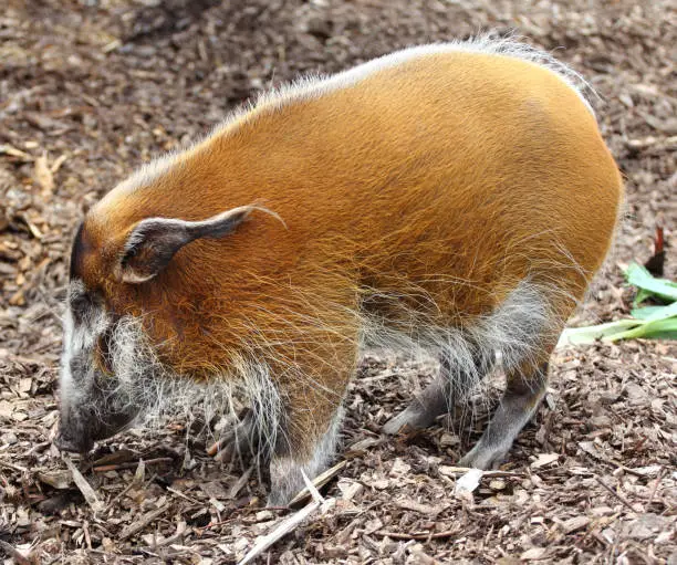 A male brush ear or river hog, (Potamochoerus porcus) 	Ein Männliches Pinselohr oder auch Flussschwein, (Potamochoerus porcus)