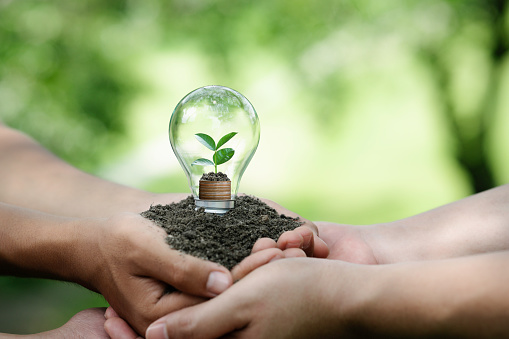 hands holding light bulbs and trees planted grow on the pile coin stack. 
energy saving and Eco business investment. Renewable energy generation Green business. ESG and environmental investment