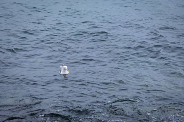 A side view of a seagull. It is standing on a stone wall overlooking water in the fishing village, Polperro, in Cornwall.