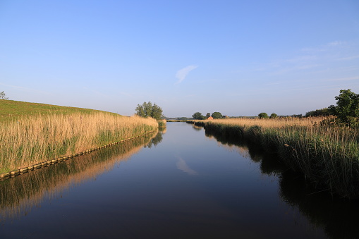 a canal with reeds in the netherlands