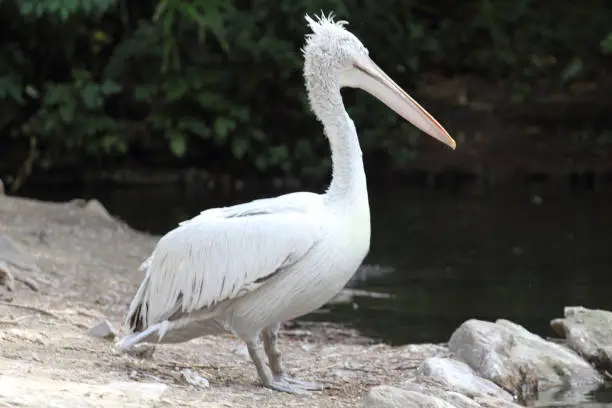 The Dalmatian pelican (Pelecanus crispus) is a massive member of the pelican family