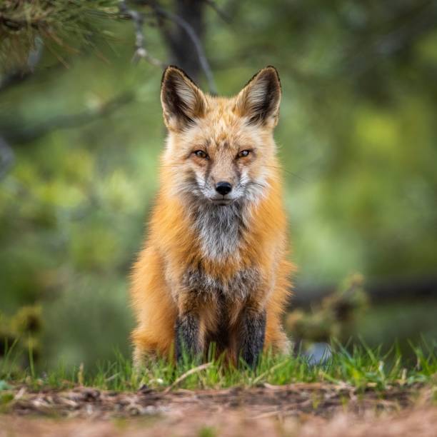 istock Adult Red fox close up 1495565368