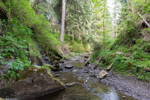 istock Mountain stream in forest at spring morning in Carpathians 1495565540