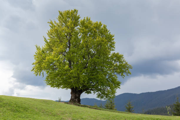 istock Single old beech on a mountain meadow in the Carpathians 1495565596