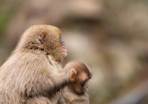 Japanese macaque mother holding her child with care