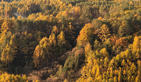 forest with red leaves