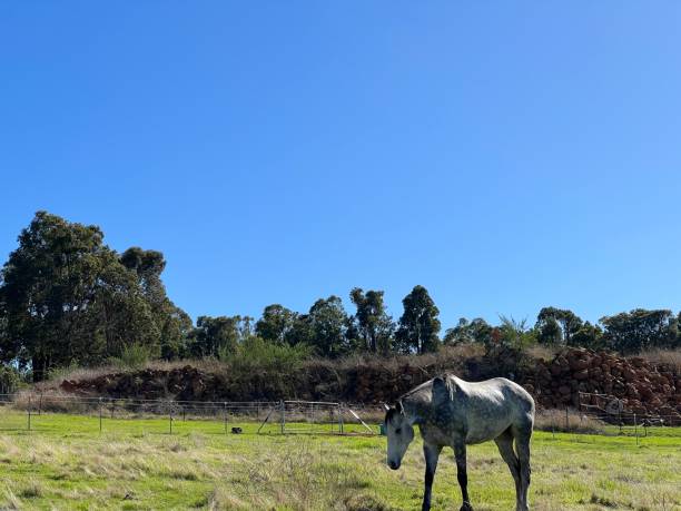 istock Animal - Irish sport horse 1495568237
