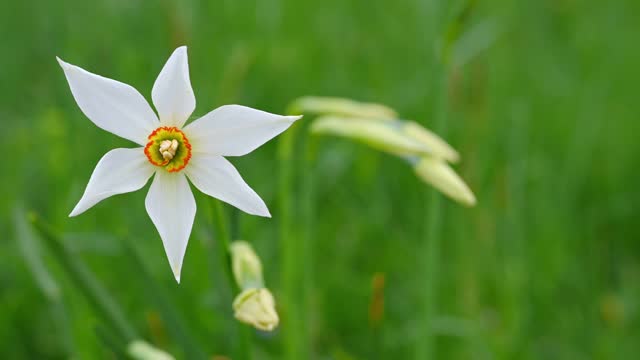 narcissus radiiflorus. Narcissus poeticus in Switzerland. Wild white narcissus flower blooming. Poet's daffodil. Poet's narcissus. Nargis.