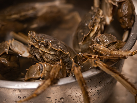 Stock photo showing close-up, elevated view of sand crab scurrying around on compacted wet sand of beach at low tide.