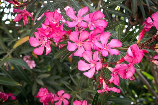 Nerium Oleander. It is a shrub or small tree. Olender is the most poisonous commonly grown garden plants.