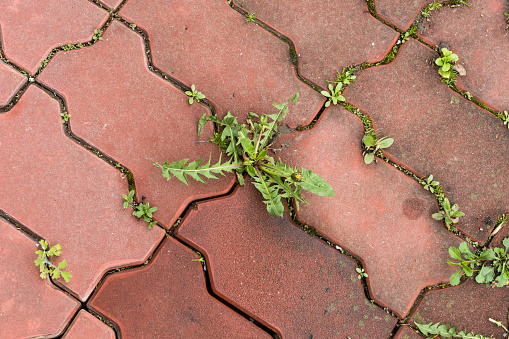 Weeds sprout on joints of brick paving