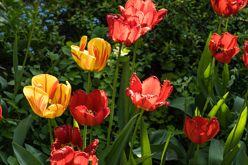 Multicolor fringed tulips with ragged edges in light of sun with natural dark green garden background