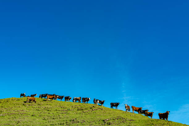 Animals being farmed in New Zealand's north island