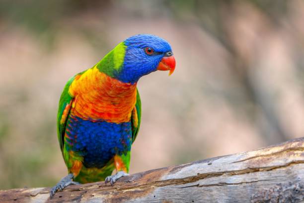 istock Vibrant Rainbow Lorikeet perched atop a tree branch in an outdoor setting 1495572382