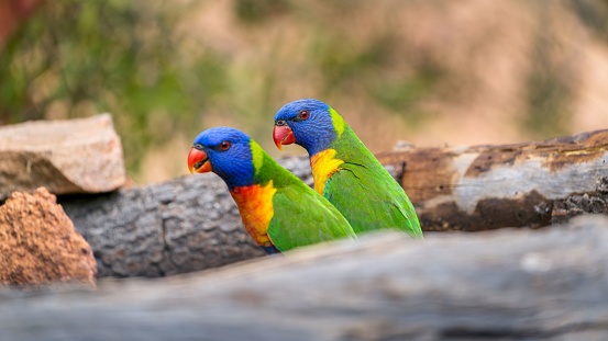 Two Rainbow Lorikeets perched atop a tree branch in a lush, outdoor environment