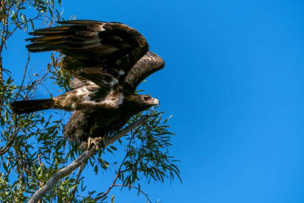 istock Majestic wedge-tailed eagle perched atop a bush, its wings spread wide 1495572407