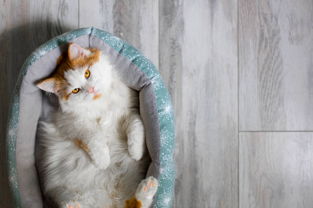 istock domestic white cat lies in a couch. 1495572953