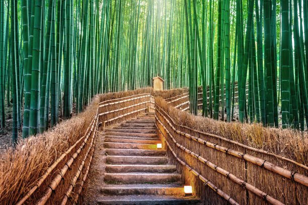 bosque de bambú en kyoto, japan. - región de kinki fotografías e imágenes de stock