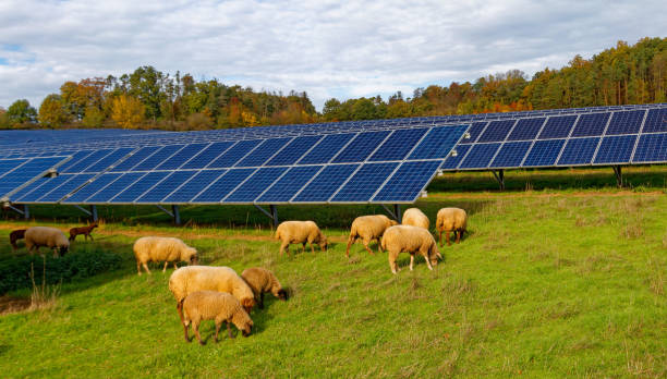 solar power station with sheeps stock photo