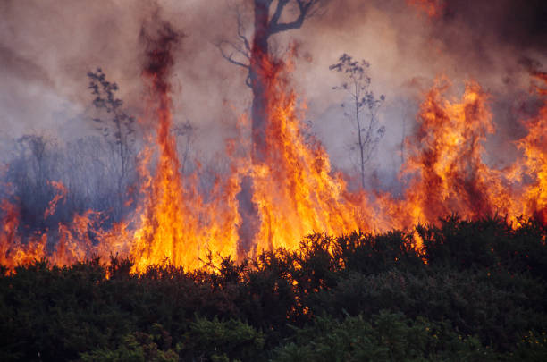 istock Wild bushfire burning out of control 1495575373