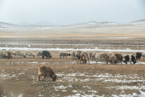 Winter landscape in Central Mongolia, the road trip from Ulaanbaatar to Kharkhorin city