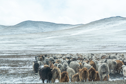 Mongolian boy herding his flock of sheep/goats.