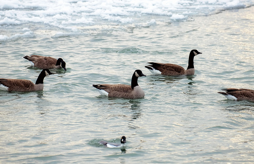 A group of Canada geese swim across a partially frozen Lake Ontario during a cold winter afternoon in Toronto, Ontario, Canada.