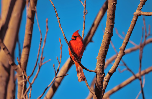 A male northern cardinal against a blue sky sits atop a bare tree branch during golden hour on a winter evening in Toronto, Ontario, Canada.