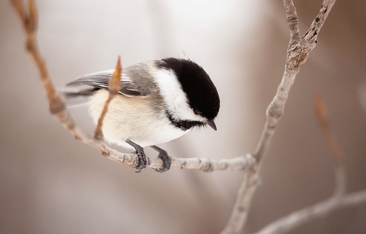 A plump black-capped chickadee on a bare tree branch during a cloudy afternoon in Toronto, Ontario, Canada.