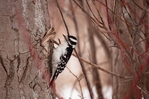 A hairy woodpecker forages for food while climbing a tree on a winter afternoon in Toronto, Ontario, Canada.