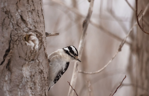 A hairy woodpecker forages for food while climbing a tree on a winter afternoon in Toronto, Ontario, Canada.