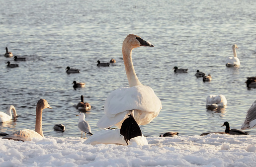 A trumpeter swan stands in the snow by Lake Ontario on one foot during a sunny winter afternoon in Toronto, Ontario, Canada. Swans and ducks swim in the distance.