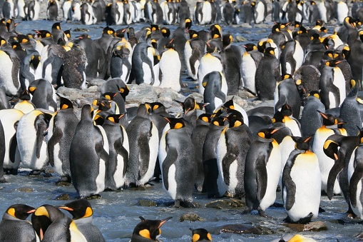 A group of penguins congregates on the beach in the shallow water, creating a picturesque scene