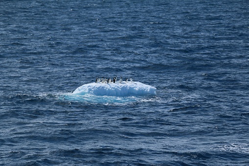 A group of penguins perched atop a large iceberg, with a peaceful blue sky and crystal clear water in the background