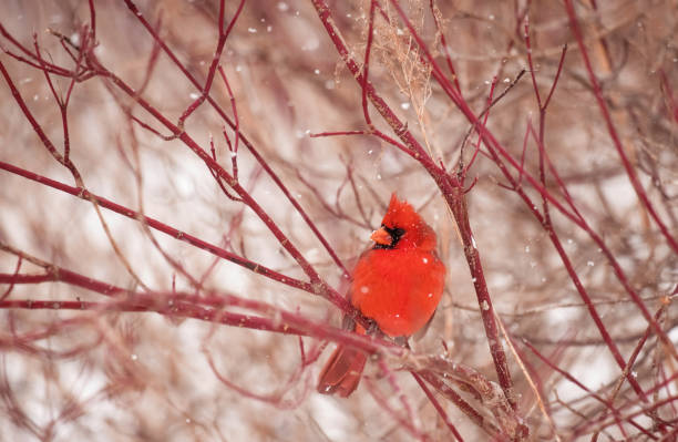 istock A Male Northern Cardinal in Winter 1495577186