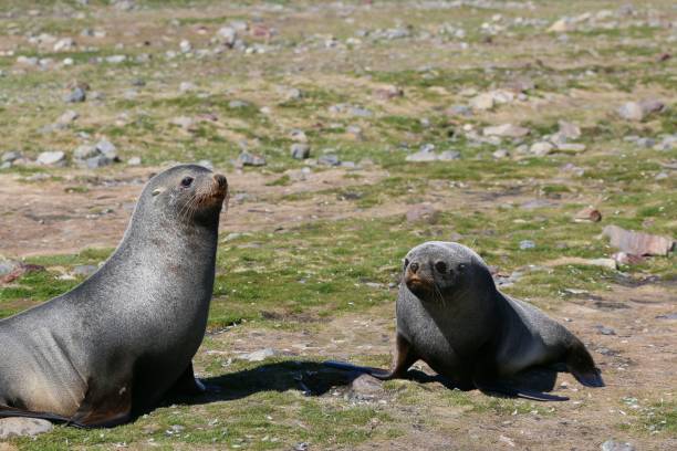 istock two sealas resting in a field of grass and rocks 1495577205