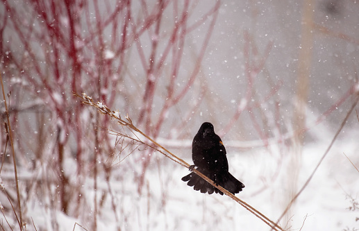 A male red-winged blackbird atop a bare tree branch during light snowfall on a winter afternoon in Toronto, Ontario, Canada.