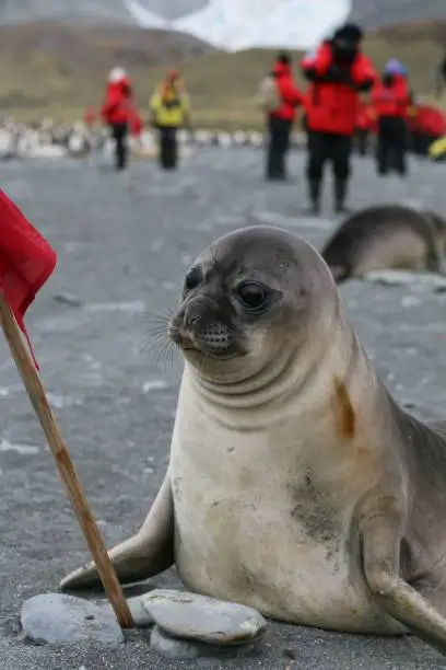 A playful elephant seal on a sandy beach, surrounded by onlookers in the background