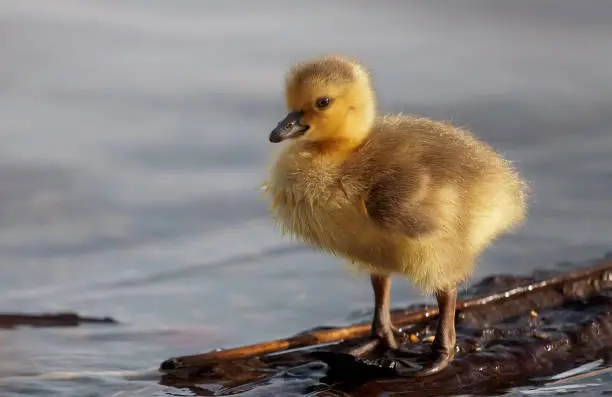 Photo of A Young Gosling by the Lake