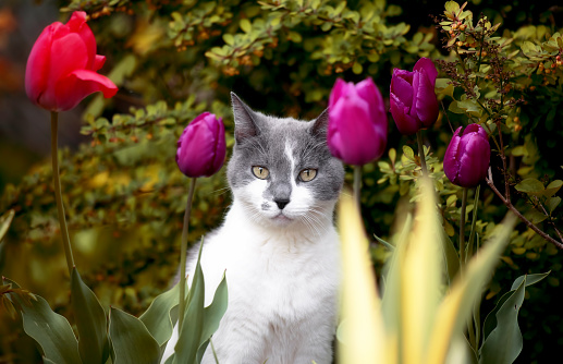 A cute gray and white cat stares at the viewer while hiding behind blooming purple and red tulips during a spring afternoon in Toronto, Ontario, Canada.