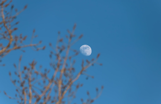 A waxing gibbous moon in between tree branches and against a blue sky during a winter evening in Toronto, Ontario, Canada.