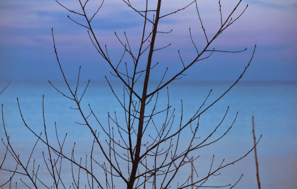 A fading pink and purple sunset over the lake and behind a bare tree on a peaceful evening in Toronto, Ontario, Canada.