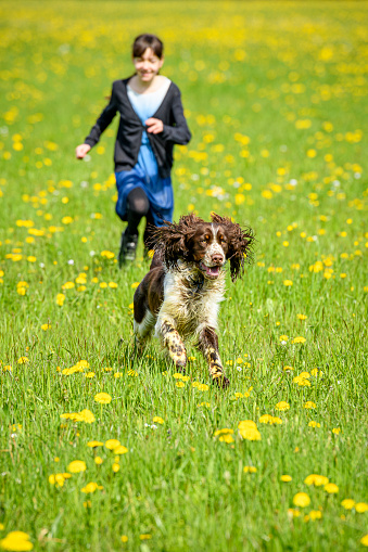 Girl and a dog (English Springer Spaniel) running in a flower meadow, selective focus on dog