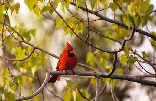 A male northern cardinal sits atop a bare tree branch during golden hour on a spring evening in Toronto, Ontario, Canada.