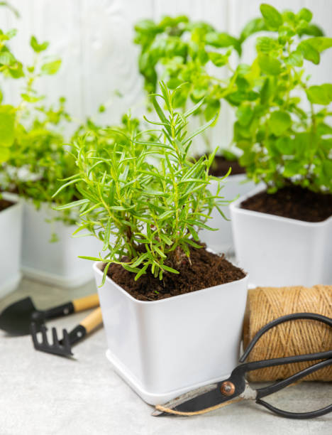 istock Assorted fresh herbs growing in pots against a white wall.Close-up.Green basil, mint. oregano, thyme and rosemary. Mixed fresh aromatic herbs in pots.Set of culinary herbs.Copy space.Gardening concept 1495579719