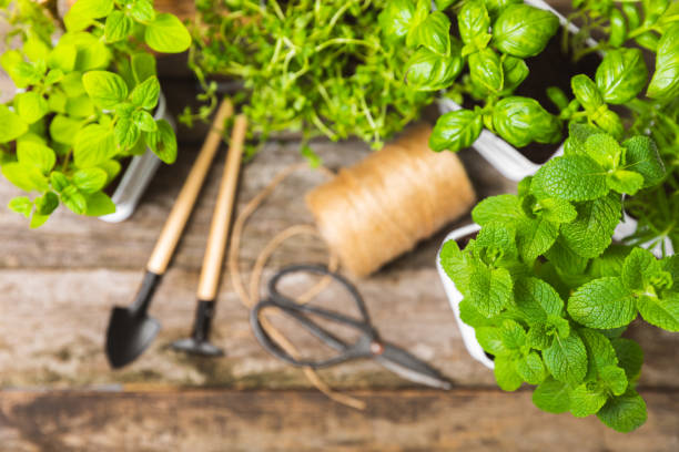istock Pots with fresh aromatic herbs .Assorted fresh herbs growing in pots on a light background. Close-up. Rosemary, basil, mint, thyme and oregano. Mixed fresh aromatic herbs in a pot.Spicy herbs. 1495580799