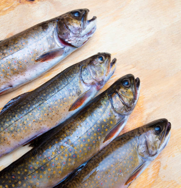 istock Group of brook trout freshly caught 1495580867