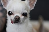 cookie-der-kleine-chihuahua-hund.jpg?b=1&s=170x170&k=20&c=R-djcv88MQtSm7jVSYTn_FAO8cciDXCmu5wtSdUAf1E=